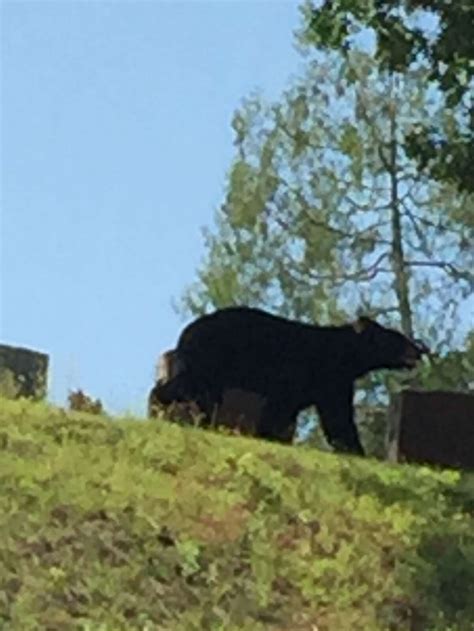 As Spring Blossoms In Ct Bear Sightings Increase