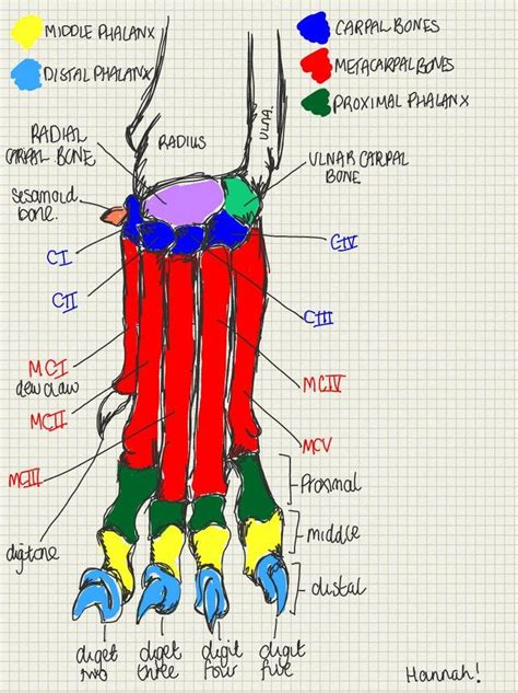 Anatomy Of The Carpus Metacarpal And Phalanx Bones For Anatomy Exams