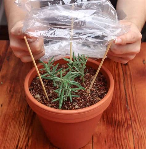 How To Propagate Lavender From Cuttings Step By Step With Photos In