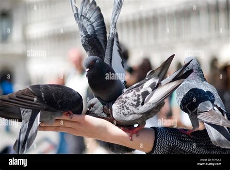 Pigeons Feeding On Hand Stock Photo Alamy
