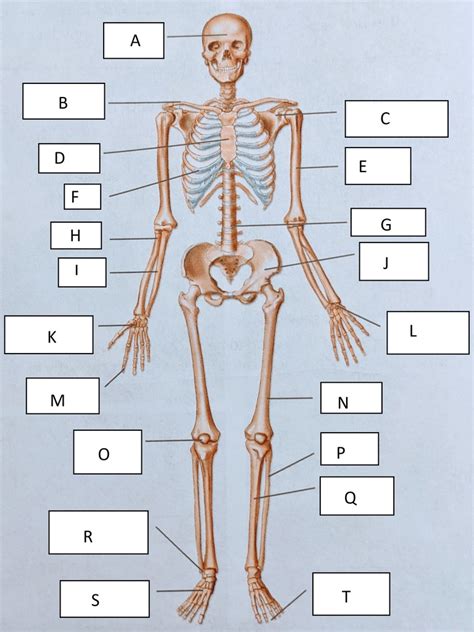 Major Bones Of The Body Skeleton Diagram Quizlet