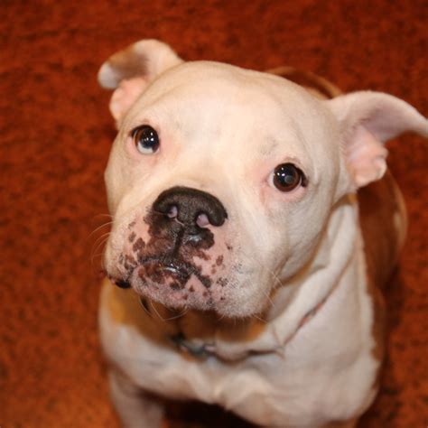 27 Boxer English Bulldog Mix For Sale Photo Bleumoonproductions