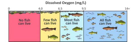 Why Is Dissolved Oxygen Important Atlas Scientific