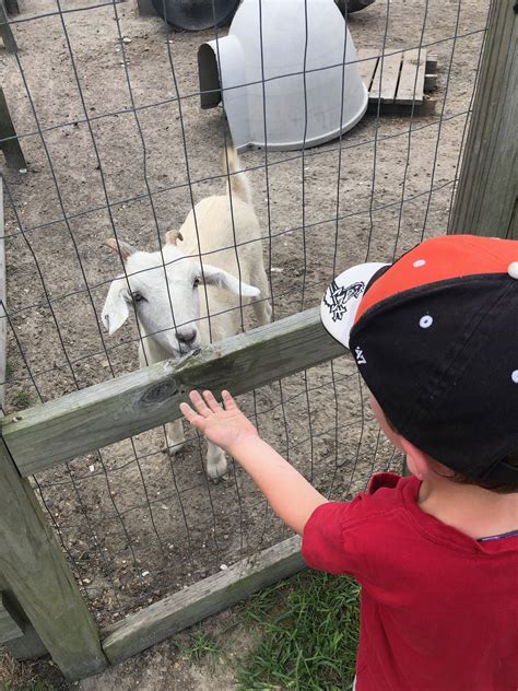 5 Reasons to Visit Hickory Ridge Farm - Toddlin' Around Tidewater