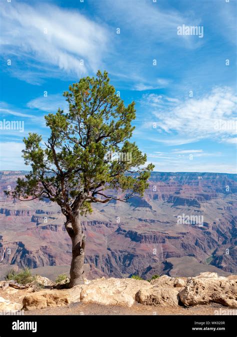 A Lone Pine Tree Growing Of The Cliff Edge Of South Rim Grand Canyon