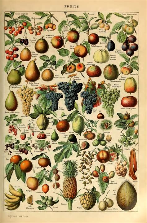 Vintage Fruit Chart Print Fruit Print Vintage Print Nature Etsy Uk
