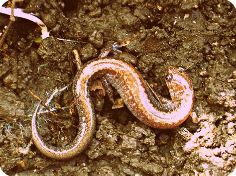 Northern Red Backed Salamander Project Noah