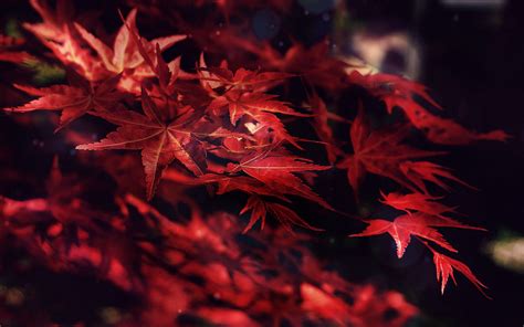 Download Wallpaper 3840x2400 Leaves Maple Branches Autumn Blur 4k