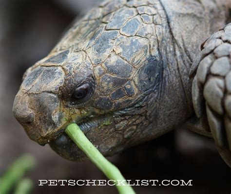 What Do Pet Turtles Eat A Quick Guide With 3 Examples Pets Checklist
