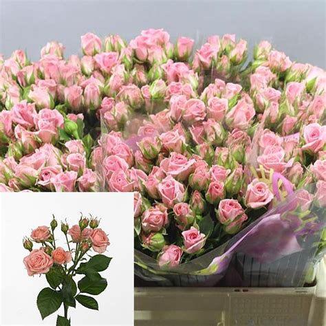 Rose Spray Odilia 60cm Wholesale Dutch Flowers And Florist Supplies Uk