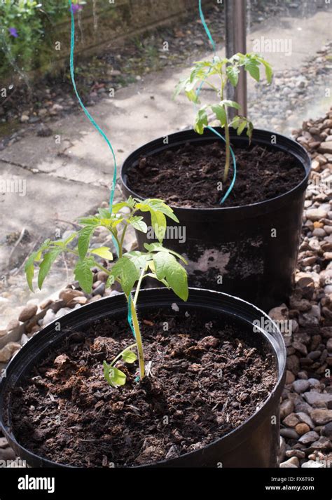 Two Young Tomato Plants Grown Using Ring Culture Above Gravel In A