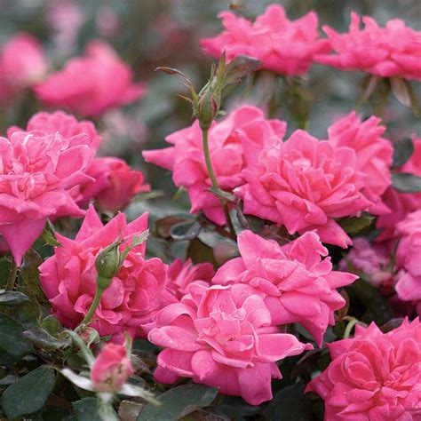 Pink Double Knock Out® Star® Roses And Plants