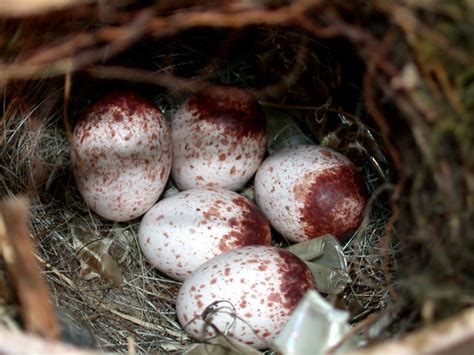 Maybe you would like to learn more about one of these? 5 Carolina Wren Eggs in Nest #2 Macro - hryothorus ...