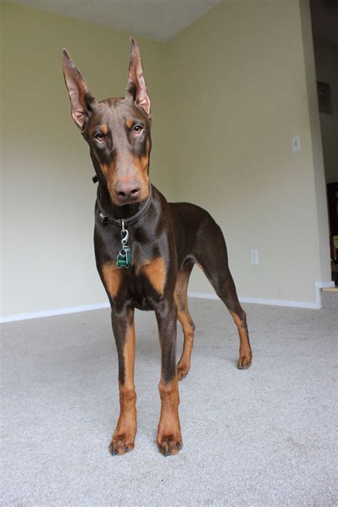 How Much Should A 6 Month Old Doberman Weight