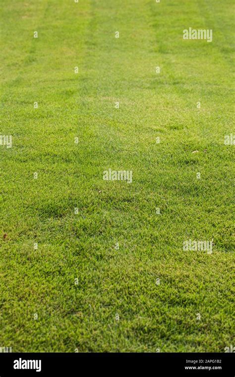 Mascarene Grass Zoysia Tenuifolia Superb Turf Grass Without Watering