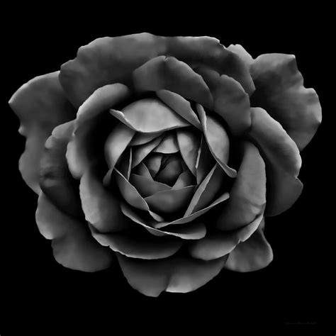The Black Rose Flower Photograph By Jennie Marie Schell Pixels