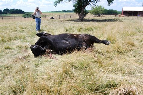 Cattle Mutilations The Fbi Files Cvlt Nation