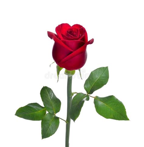Red Rose Stock Photo Image Of Nature Color Plant Single 49992042