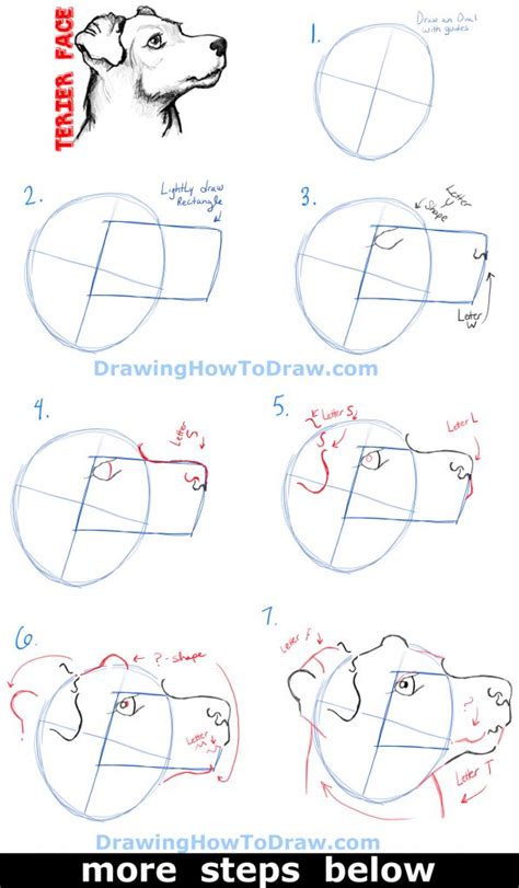 How To Draw A Terriers Face Dogs Face With Easy Steps How To Draw