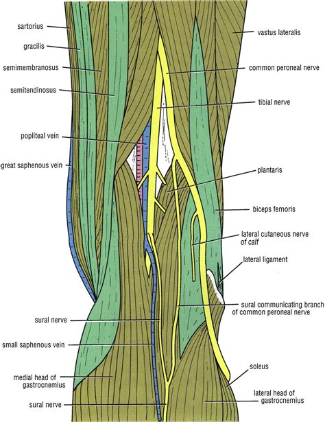 References In Techniques Of Popliteal Nerve Regional Anesthesia The