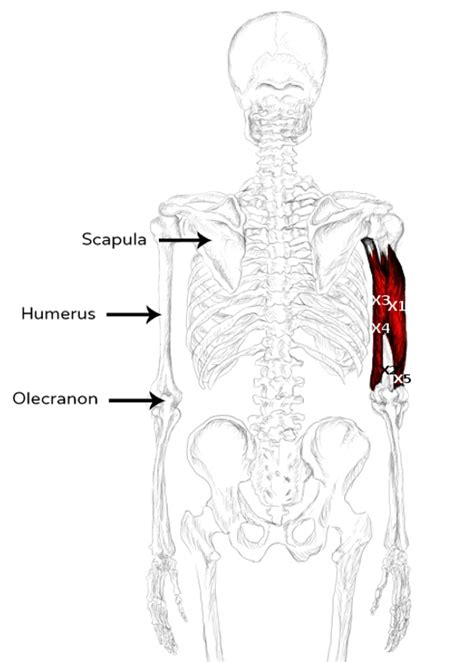 Triceps Brachii Muscle Pain And Trigger Points