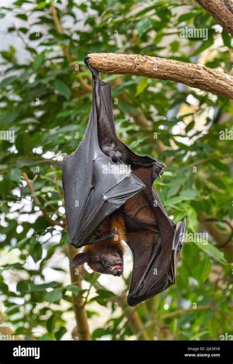 Comores Flying Fox Hi Res Stock Photography And Images Alamy
