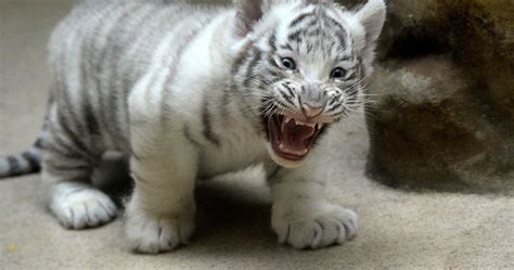In Photos A Newborn White Tiger Cub And Other Offbeat Pictures Of The