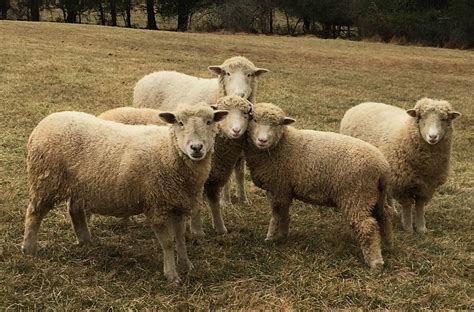 Annual Highland Sheep Shearing Highland