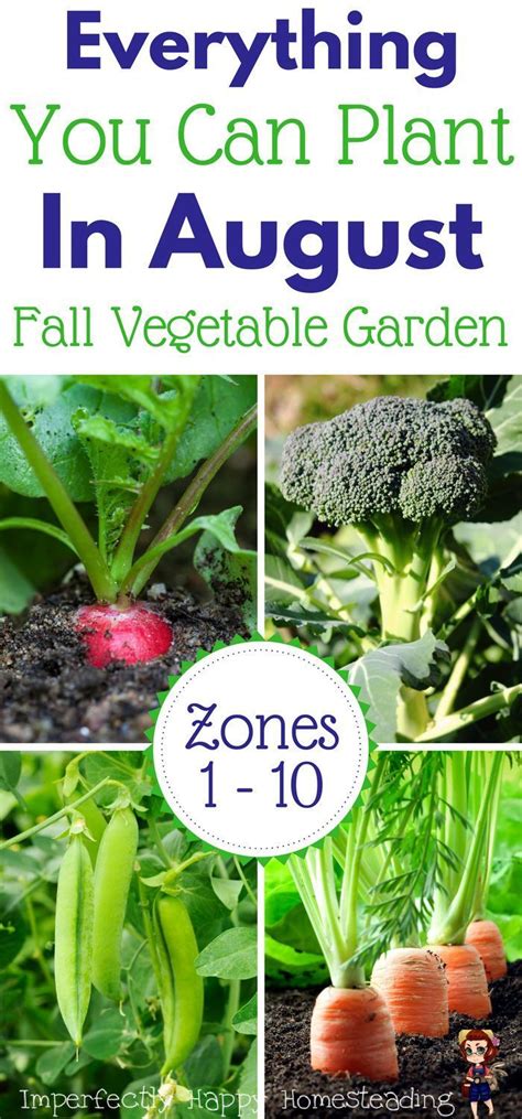 Everything You Can Plant In August For A Fall Garden Zones 1 10