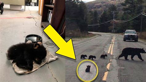 Cop Stumped When Bear Refuses To Move Looks Closer And Acts Fast Youtube