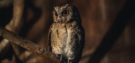 Owl Sound in the Night | Free Sound Effects | Animal Sounds