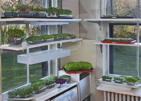 Microgreen Garden Indoor Growers Guide To Gourmet Greens Light