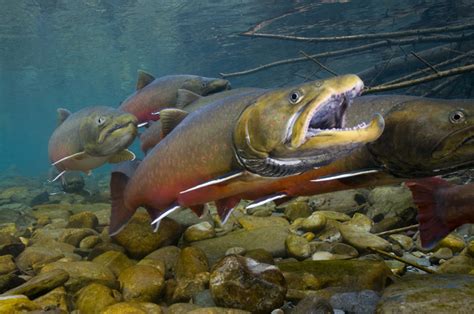Bull Trout Idaho Conservation League