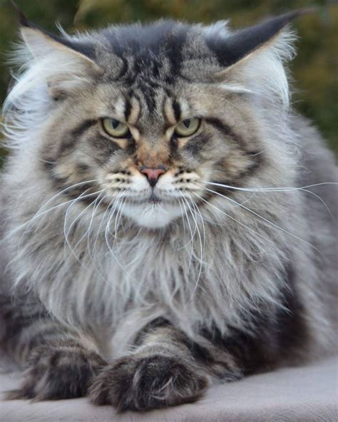 Maine coon norwegian forest cat. Pin on Maine Coon Cat