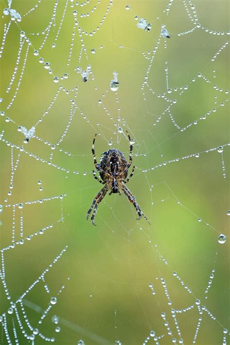 Spider In A Web With Dewdrops Del Colaborador De Stocksy Marcel