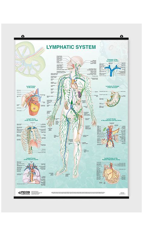 The Human Lymphatic System Laminated Anatomy Chart Ph