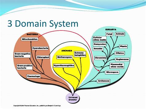 2 Domains Biology
