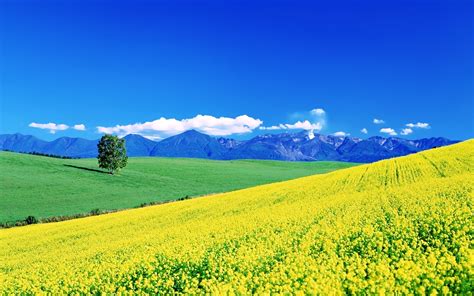Flowers Yellow Fields Spring Earth Nature Landscapes Sunny Sky