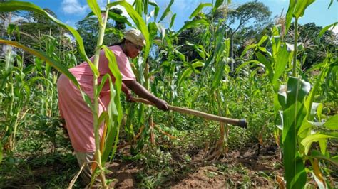 Opinion How Women Can Transform African Agriculture — And The Economy