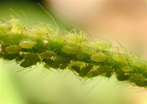 How To Get Rid Of Aphids Tips To Prevent Them From Ruining Your Plants
