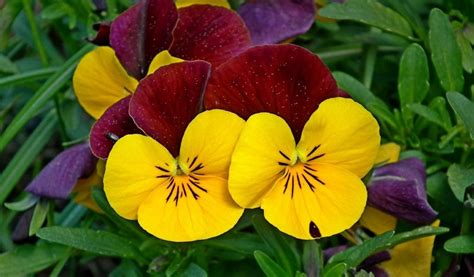 Growing Guide How To Grow Pansies The Garden