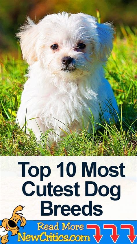 Top 10 Most Cutest 🐶 Dog Breeds Welcome Dog Lovers To The