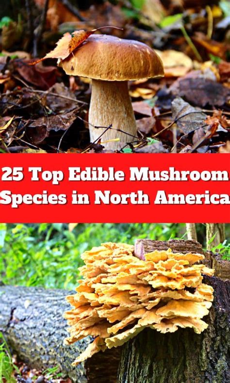 25 Top Edible Mushroom Species In North America Mushroom Appreciation