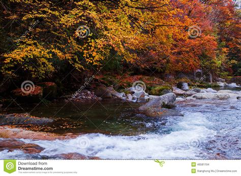Golden Fall Forest And Stream Stock Photo Image Of Figure Colorful
