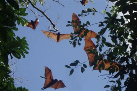 Community Based Roost Sanctuaries For Flying Foxes Iucn Sos