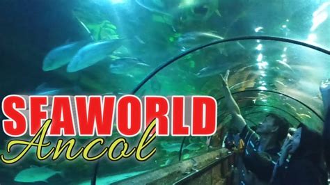 Seaworld Ancol Jakarta 2020 Youtube