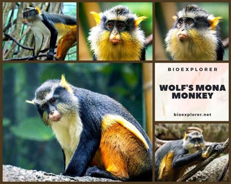 Wolfs Mona Monkey Characteristics Cercopithecus Wolfi Facts