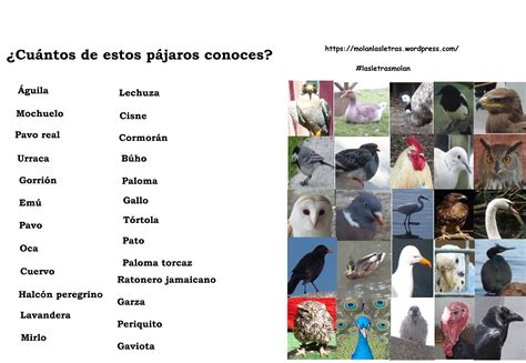 Top 190 Imagenes De Aves Con Sus Nombres En Español Elblogdejoseluis