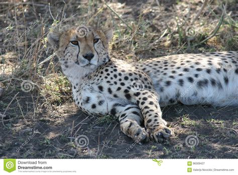 Cheetah Botswana Africa Savannah Wild Animal Mammal Stock
