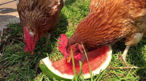 Chickens Eating Watermelon 4k Youtube